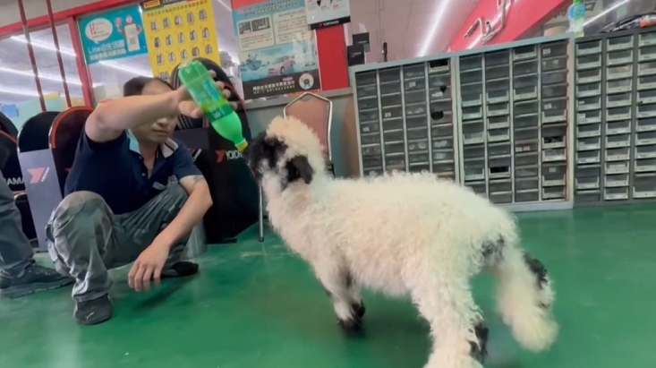 苗栗頭份修車廠內萌寵明星 「笑笑羊」模樣超可愛