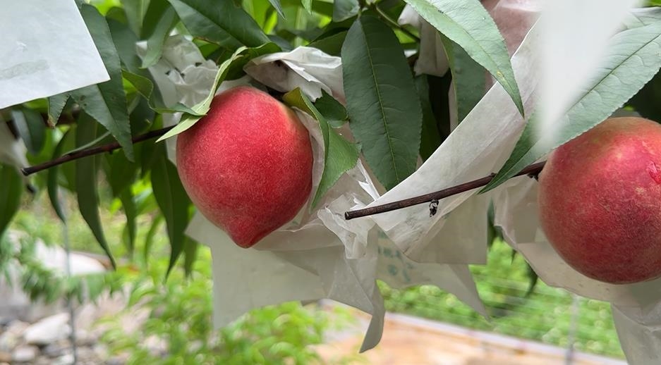 濁水溪「紅玉甜桃」採收旺季　警啟動「護桃專案」安農心