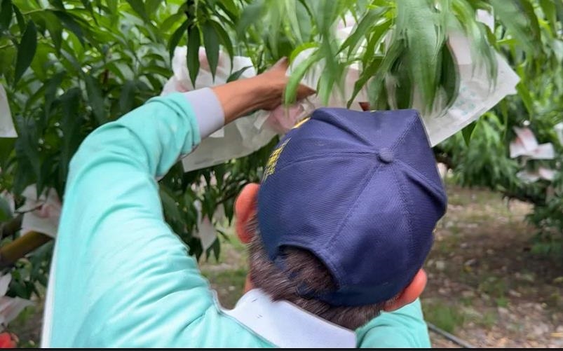 濁水溪「紅玉甜桃」採收旺季　警啟動「護桃專案」安農心