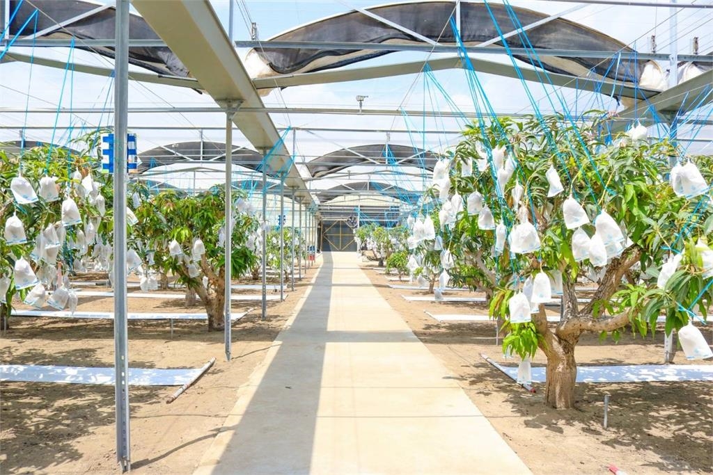 屏東職農「長達5年試驗」培育新品種　限量「龍蝦芒果」全面上市！