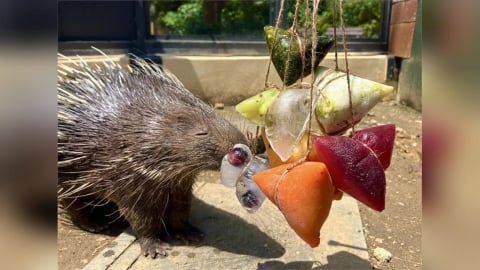壽山動物園特製冰粽大餐 動物大啖模樣萌翻全場
