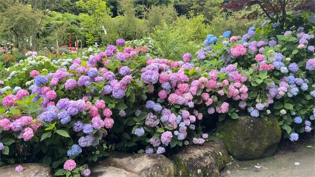 感受大自然！　南投繡球花大爆發搭配瀑布景色超壯觀