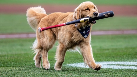 MLB(影)/萌翻全場!國民隊黃金獵犬要升大聯盟 本季撿棒成功率百分之百