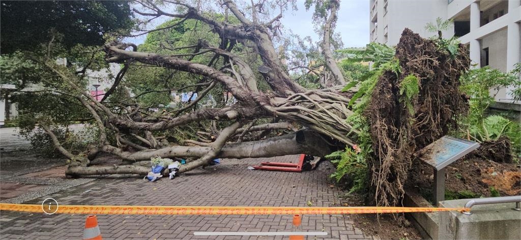 逢甲大學樹倒壓死碩一生 同學鮮花蠟燭擺現場悼念