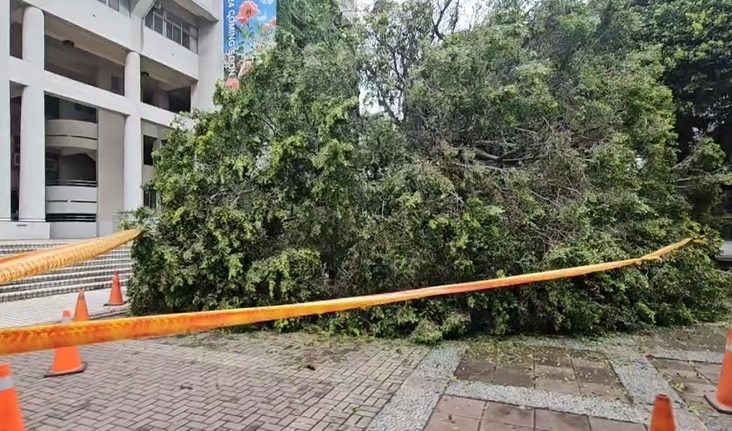 逢甲大學樹倒壓死碩一生 同學鮮花蠟燭擺現場悼念