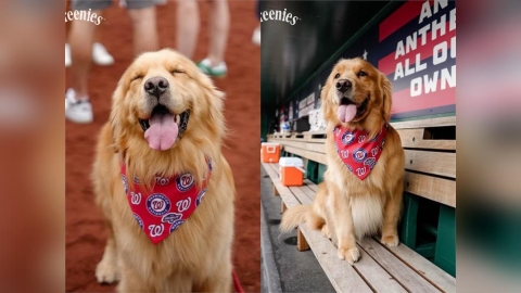 MLB(影)/「牠」今天真的上大聯盟了!國民隊球僮狗狗布魯斯正式萌登場