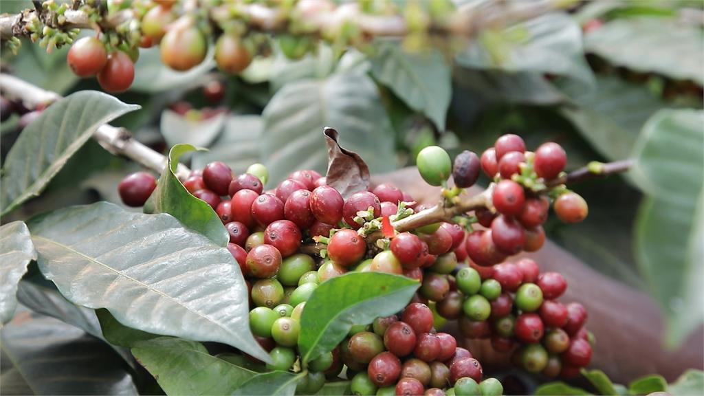 CAMA CAFE攜手日本浮世繪 推新品大搶夏日商機