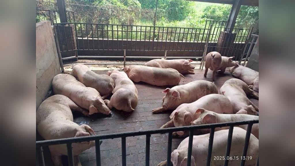 另類生化武器來襲？　金門海漂豬又驗出「非洲豬瘟」病毒