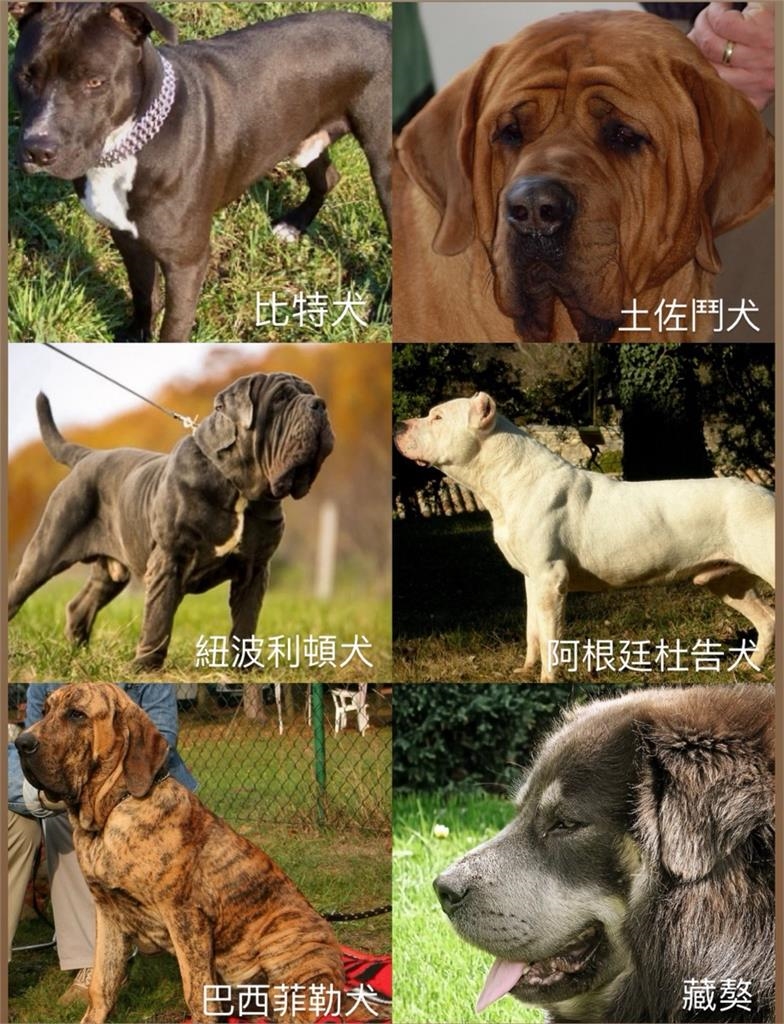 嚴防比特犬攻擊…農業部列「6類危險犬種」外出應做2措施防護!