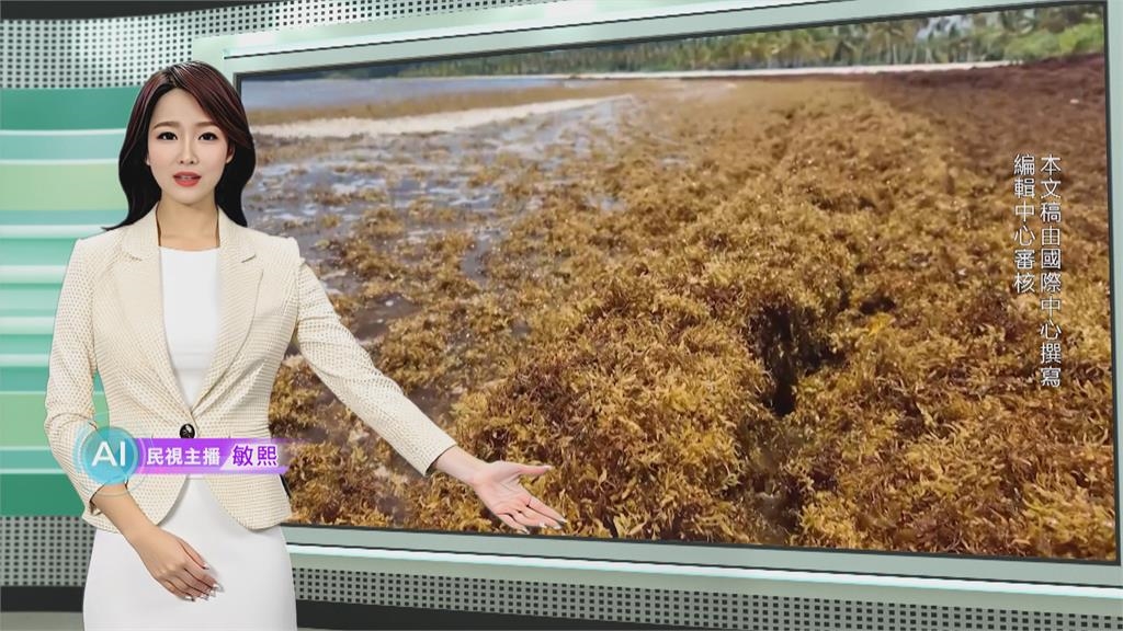 多明尼加"馬尾藻"入侵! 海水遭染黃重創當地觀光產業