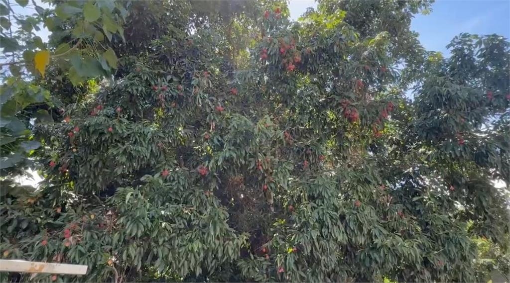 百年老叢荔枝樹綻放生機 果實纍纍 承載台東鹿野居民童年回憶
