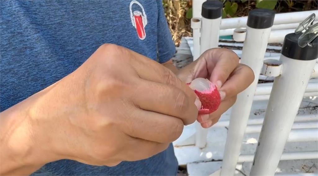 百年老叢荔枝樹綻放生機 果實纍纍 承載台東鹿野居民童年回憶