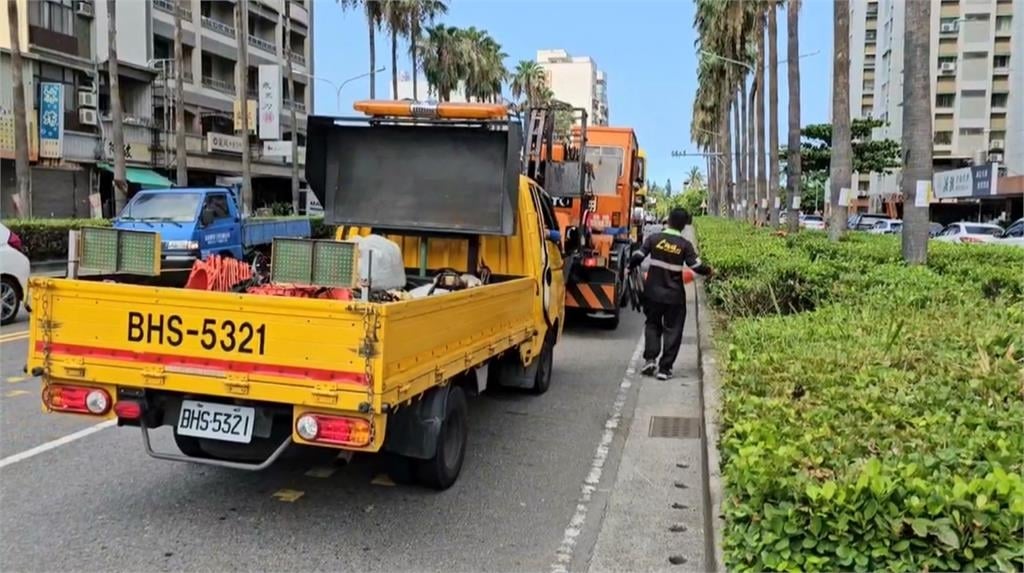 引發熱議! 台南大林路椰子行道樹將移除53棵路樹