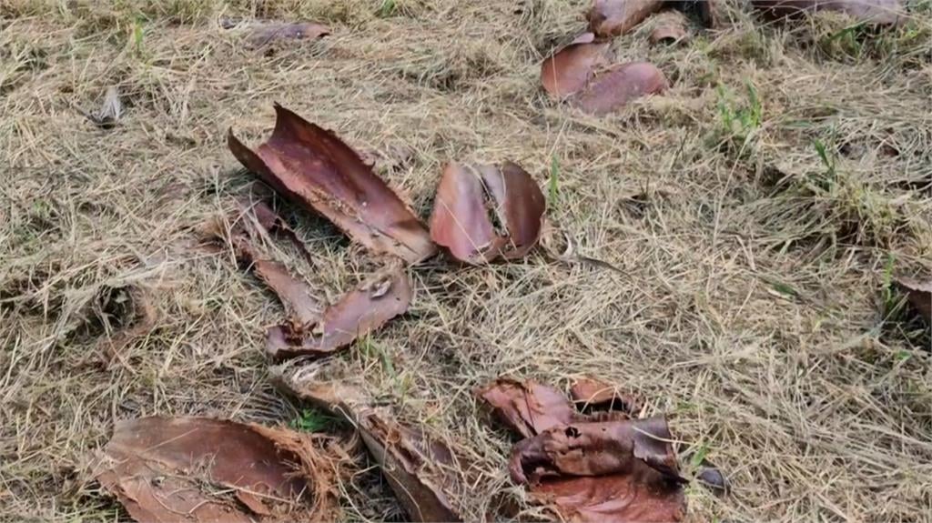 引發熱議! 台南大林路椰子行道樹將移除53棵路樹