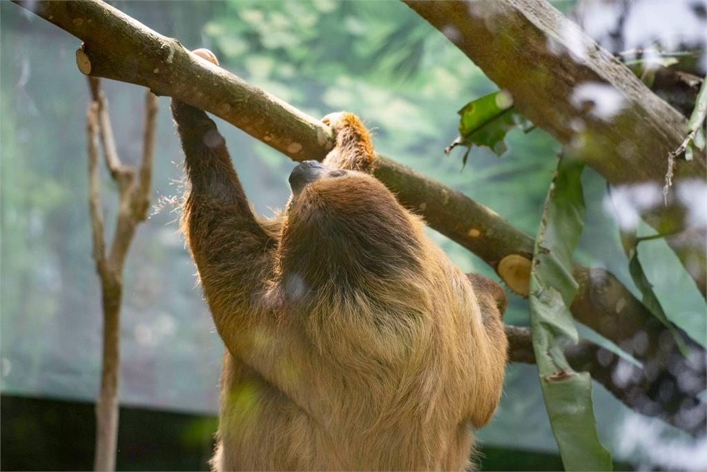 快新聞／整修完成！台北市立動物園明起重新開園　歡迎大小朋友造訪