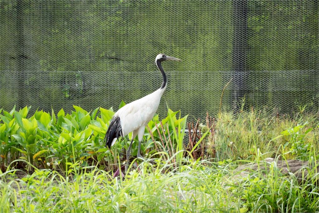 快新聞／整修完成！台北市立動物園明起重新開園　歡迎大小朋友造訪
