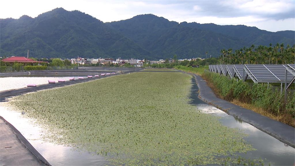 農地無預警被列「軍事紅區」　無人機無法噴藥　高雄旗山、美濃農民痛訴