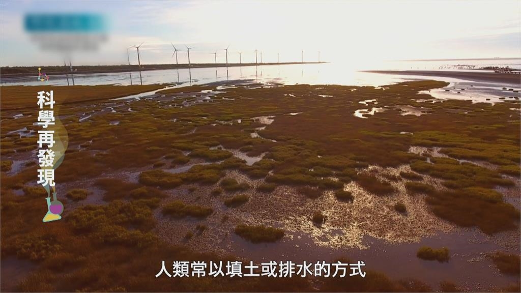 濕地生態豐富　教育成為保育關鍵