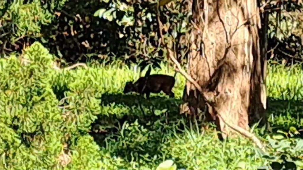 社區草皮被當Ｂｕｆｆｅｔ　山羌下山出沒基隆市區