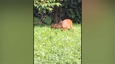 社區草皮被當Ｂｕｆｆｅｔ　山羌下山出沒基隆市區