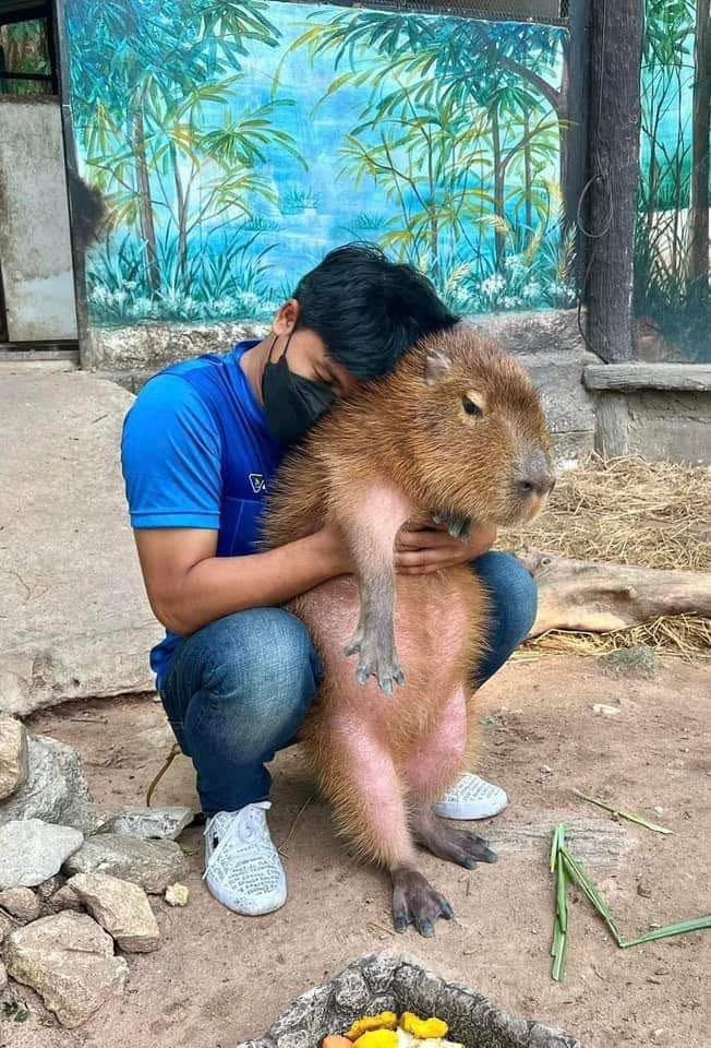 泰國水豚君遭飼養員「強抱」牠超厭世表情暴紅!網笑:完全是我的社畜日常