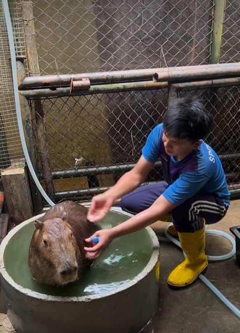 泰國水豚君遭飼養員「強抱」牠超厭世表情暴紅!網笑:完全是我的社畜日常