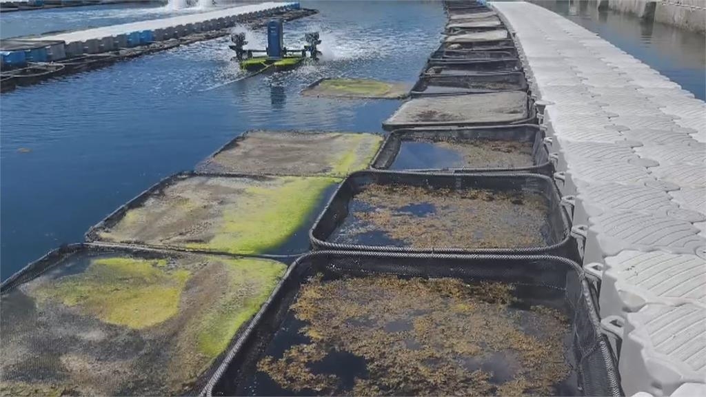 只能挑8公分以上！　澎湖7/1開放捕撈野生海膽