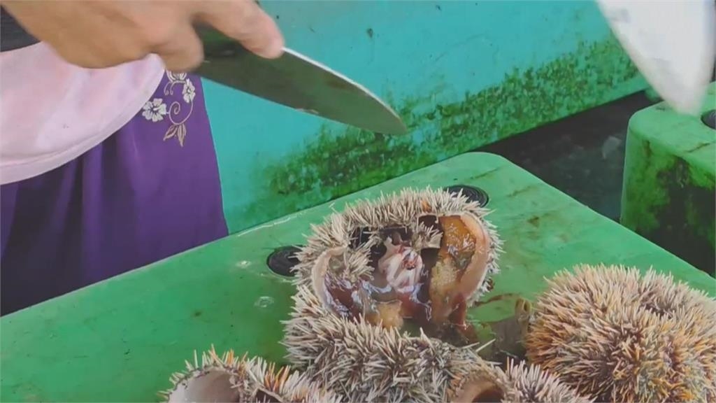 只能挑8公分以上！　澎湖7/1開放捕撈野生海膽