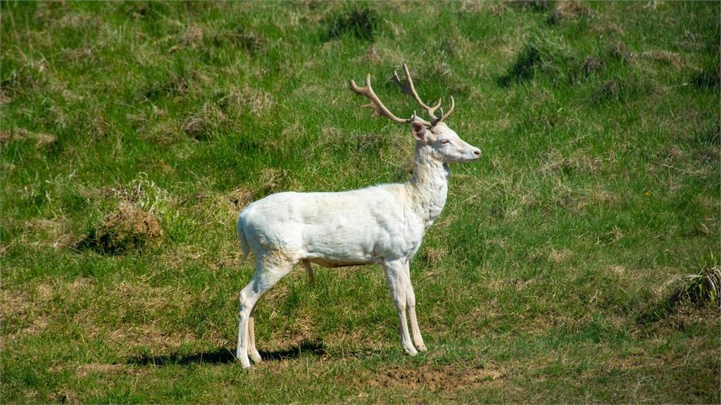 美國男巧遇稀有「白化鹿」悠閒散步！網嘆：3萬分之1的奇蹟！