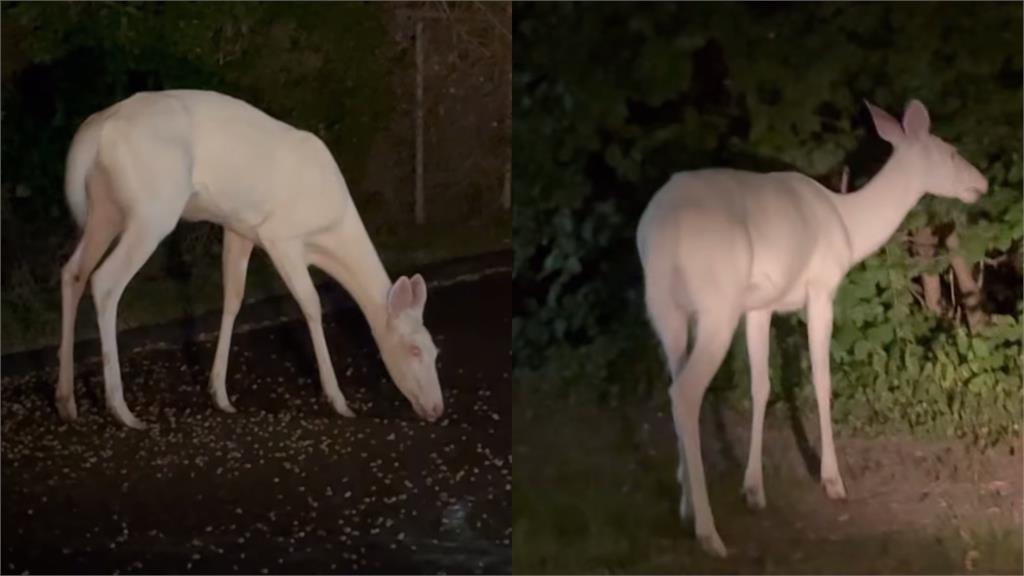 美國男巧遇稀有「白化鹿」悠閒散步!網嘆:3萬分之1的奇蹟!