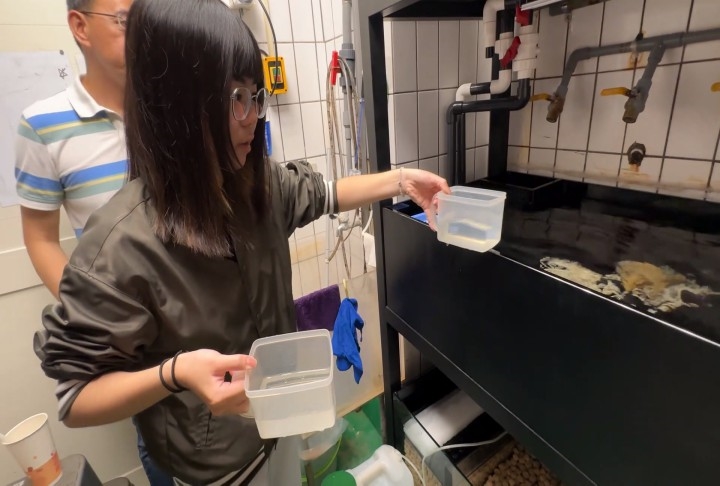 清大教授徵「餵花枝」工讀 網笑翻:怎麼每隻看起來都很好吃