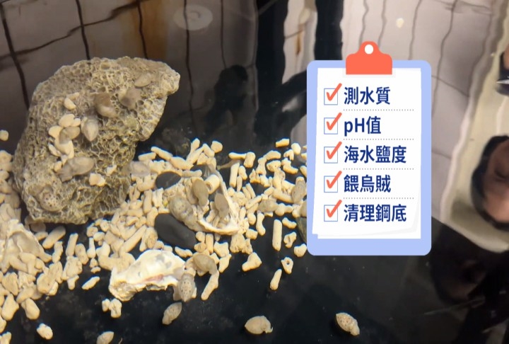 清大教授徵「餵花枝」工讀 網笑翻:怎麼每隻看起來都很好吃