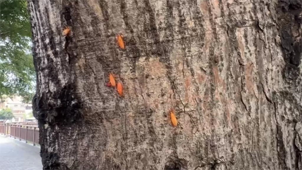 密集恐懼症慎入!椿象大軍壓境 台中南區信義南街一帶「一片橘紅」