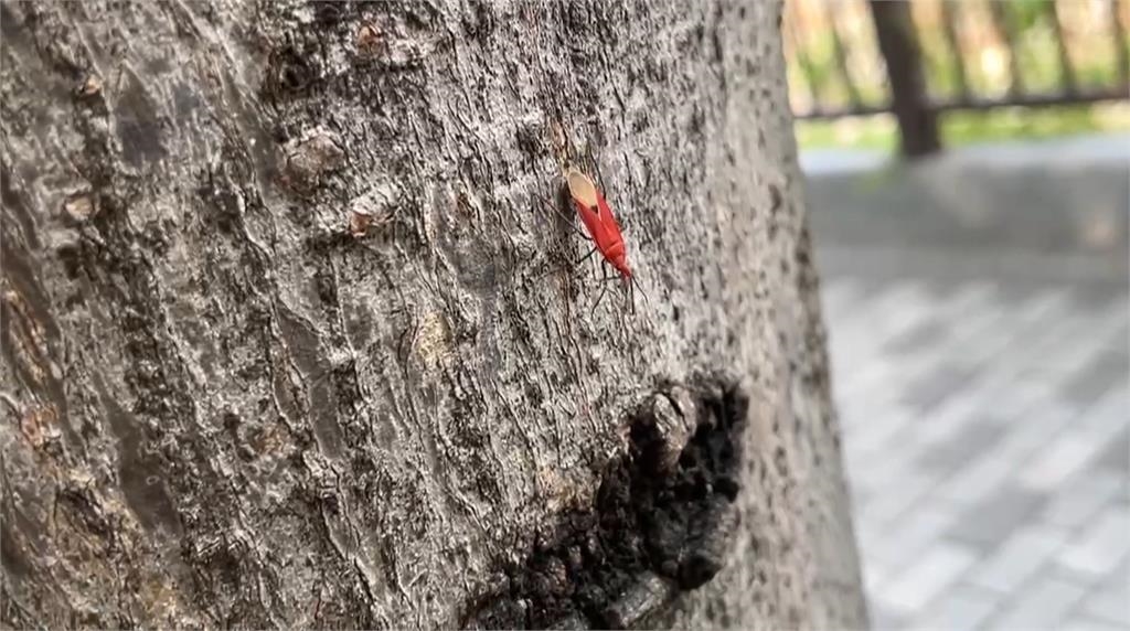 密集恐懼症慎入!椿象大軍壓境 台中南區信義南街一帶「一片橘紅」