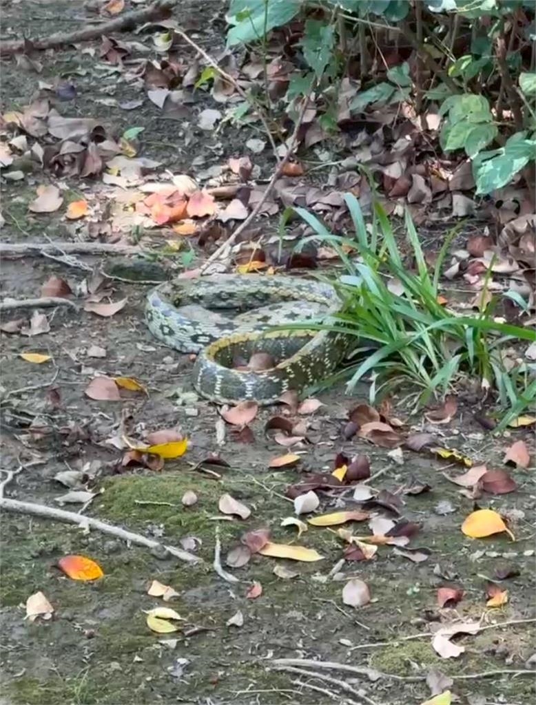 新竹公園驚見「巨蛇出沒」嚇壞小孩!「人間蛇姬」真實身分曝光竟是保育類動物