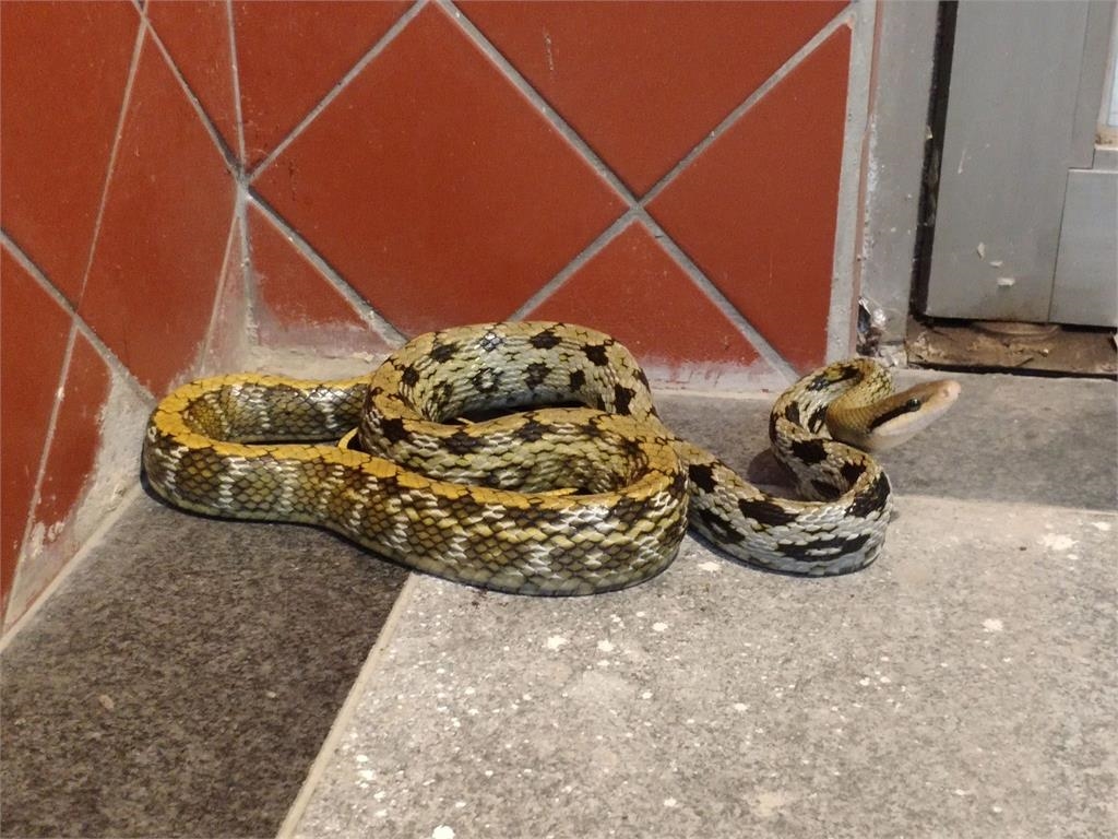 新竹公園驚見「巨蛇出沒」嚇壞小孩!「人間蛇姬」真實身分曝光竟是保育類動物