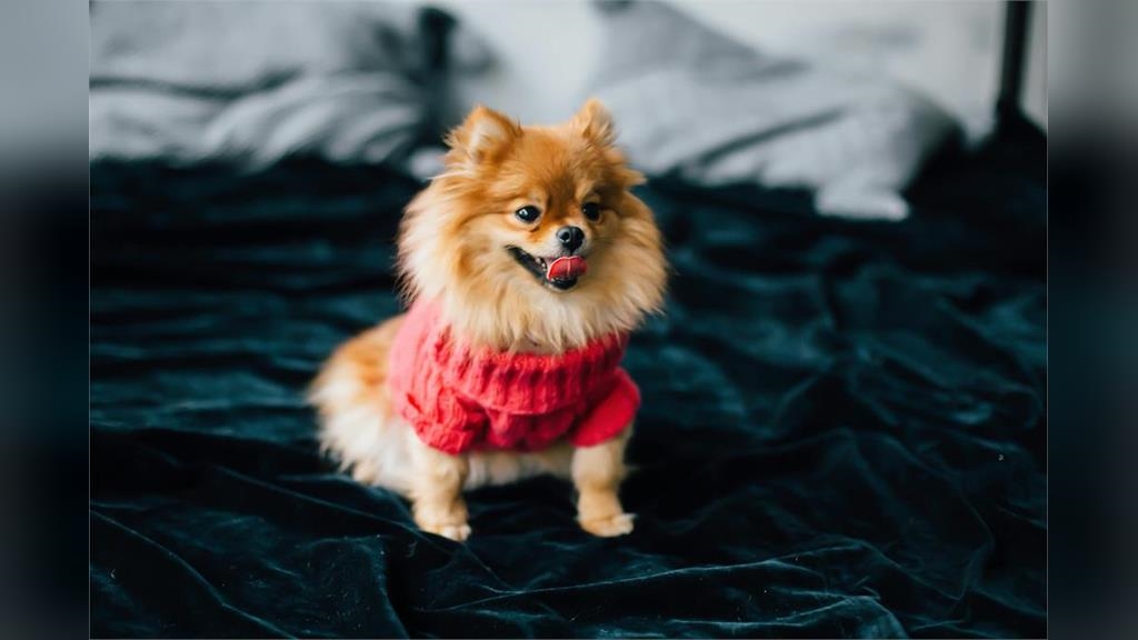 狗狗臭屁王出爐！「這隻萌犬」奪冠飼主們超崩潰：味道像腐爛…