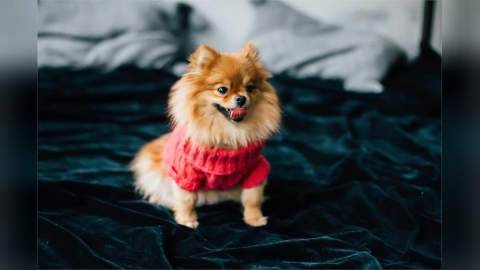 狗狗臭屁王出爐！「這隻萌犬」奪冠飼主們超崩潰：味道像腐爛…