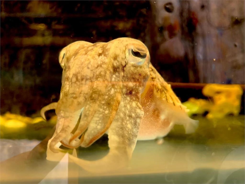 清大徵人「餵花枝」超夢幻職缺曝光!工作內容「一天三餐伺候」網暴動了