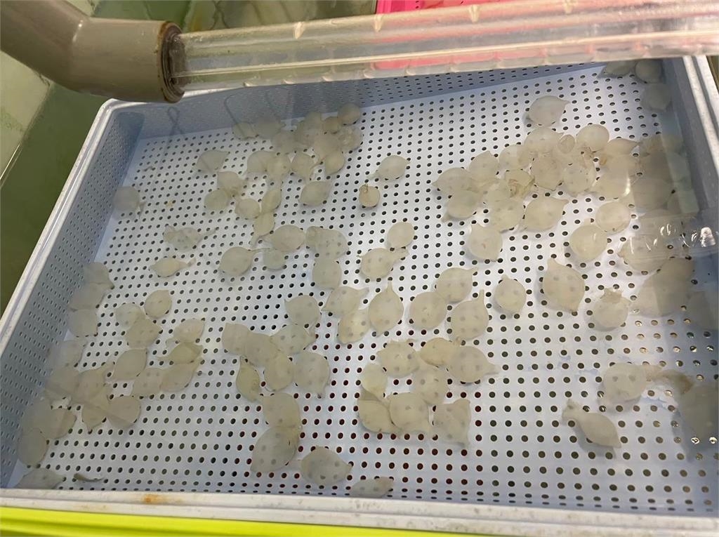 清大徵人「餵花枝」超夢幻職缺曝光!工作內容「一天三餐伺候」網暴動了