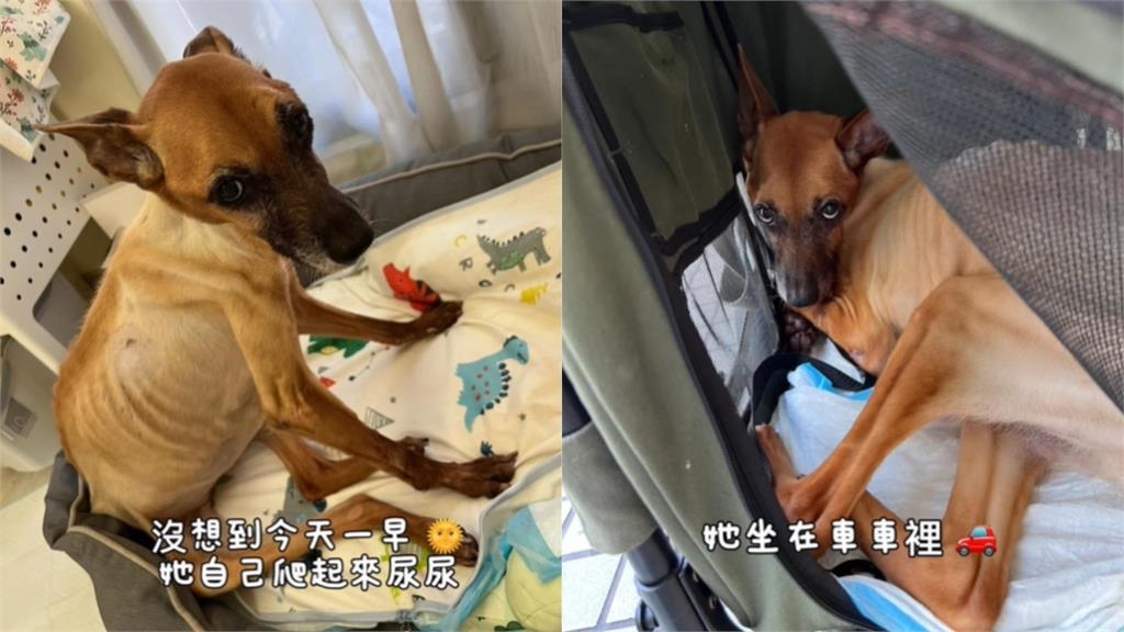 陪伴13年愛犬錢錢胃癌病逝懷中!米可白憶106天點滴含淚吻別:等你回來