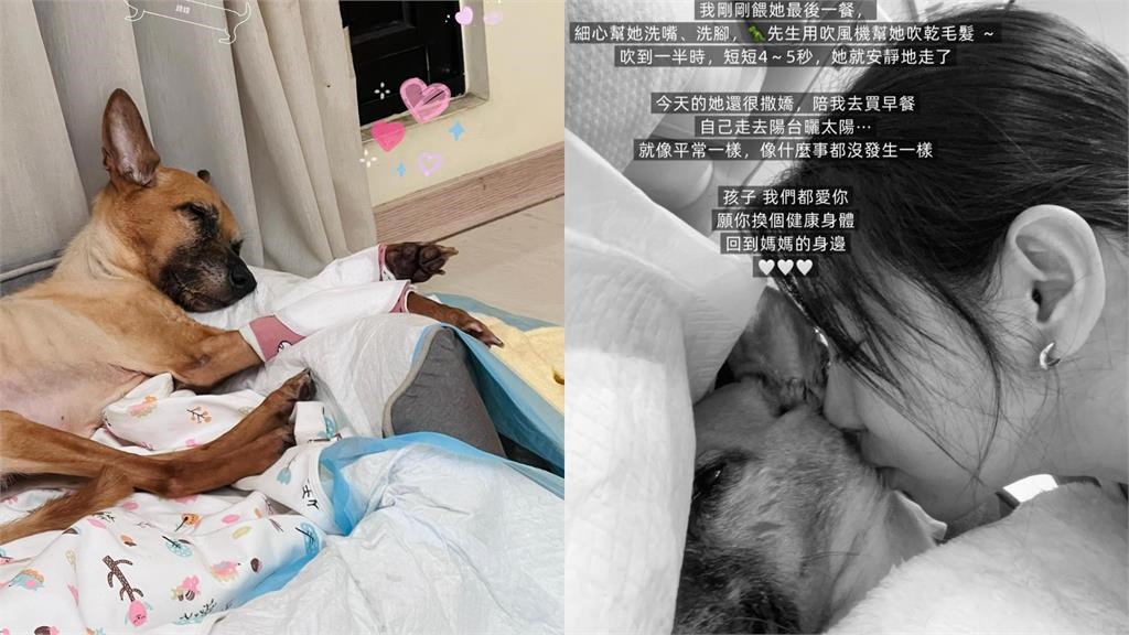 陪伴13年愛犬錢錢胃癌病逝懷中!米可白憶106天點滴含淚吻別:等你回來