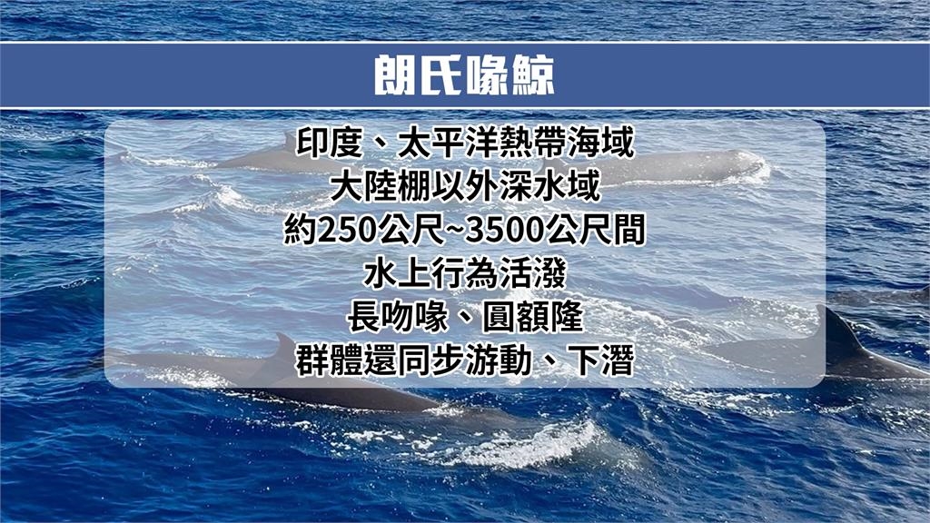 台灣首次目擊! 逾20頭「朗氏喙鯨」現身花蓮外海