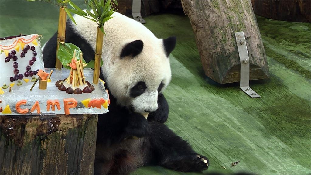 每週六開放「星光票」 貓熊「圓仔」12歲慶生會 粉絲湧入台北動物園 每週六開放「星光票」 貓熊「圓仔」12歲慶生會 粉絲湧入台北動物園