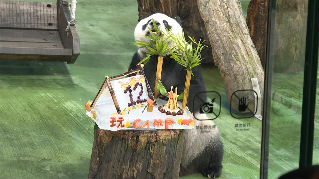 每週六開放「星光票」 貓熊「圓仔」12歲慶生會 粉絲湧入台北動物園