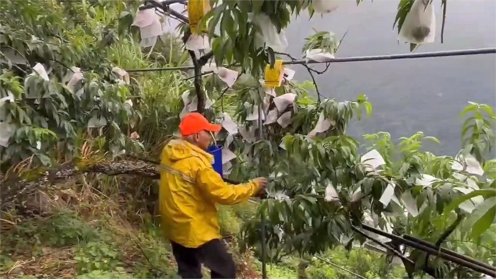 採收期遇颱風! 桃園水蜜桃農急加強防護 向日葵推特惠價