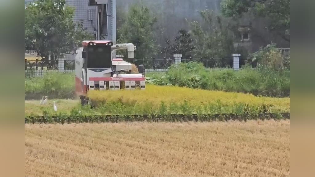 丹娜絲步步進逼!宜蘭農民搶收稻穀 水利單位疏通河道備戰 丹娜絲步步進逼!宜蘭農民搶收稻穀 水利單位疏通河道備戰