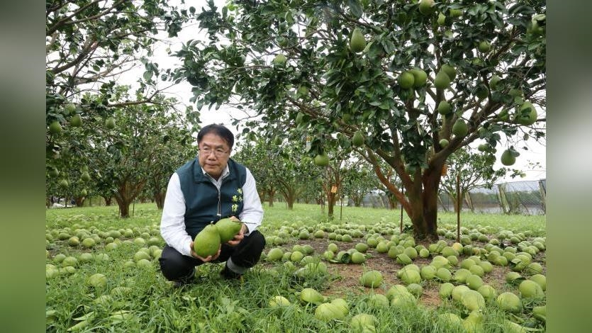 努力整年的心血全沒了！颱風重創台南文旦　黃偉哲急赴現場勘查