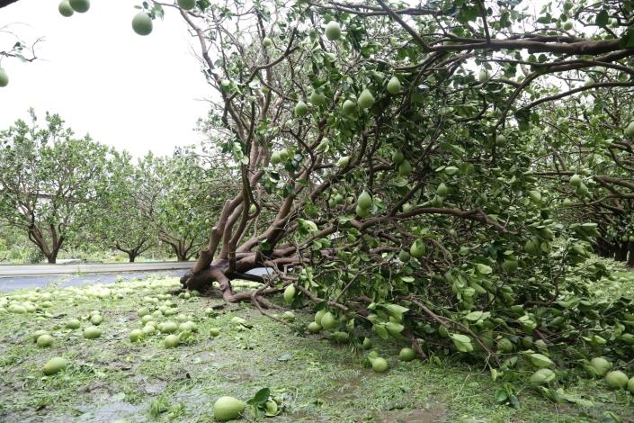 快新聞/努力整年的心血全沒了!颱風重創台南文旦 黃偉哲急赴現場勘查