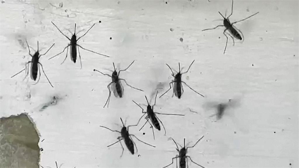 防治登革熱關鍵期　環境部：風災後一週盡速清除容器積水